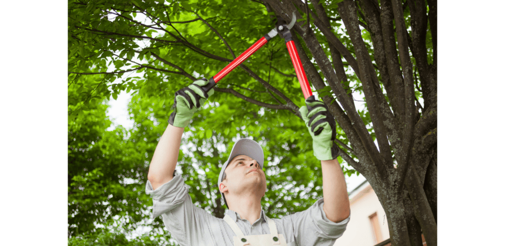 tree trimming for solar spring cleaning